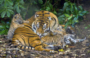 Tigress with Three Tiny Cubs