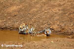 Tigers Enjoy Water More than Most Cats
