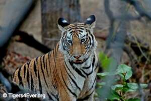 Young Tiger in the Forest