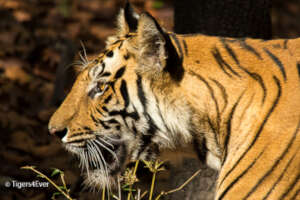 Twilight Tiger