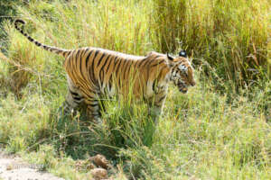 Tiger Scent Marking the Trail