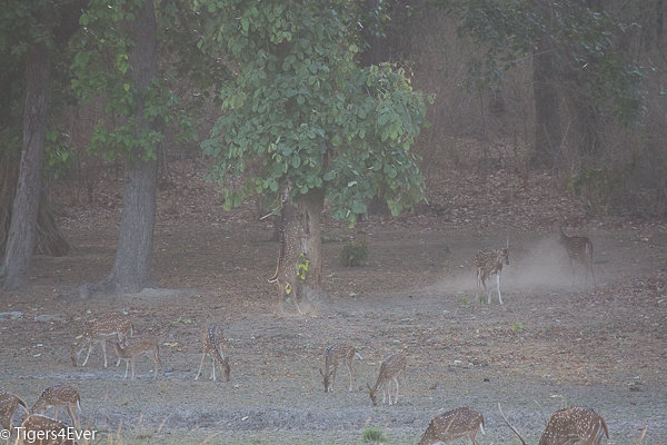 Mist and fog make it difficult to see wildlife