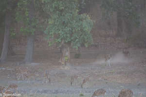 Mist and fog make it difficult to see wildlife