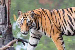 Young Male Tiger on Alert