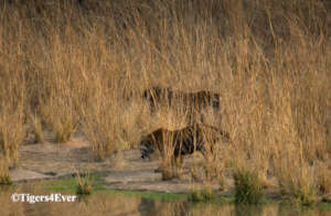 Tigers at Tigers4Ever funded natural Waterhole