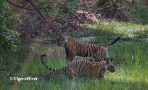 Tigers enjoying the lush meadows in Bandhavgarh