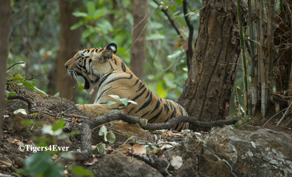 Reports on Saving Bandhavgarh's Wild Tigers from Poachers - GlobalGiving