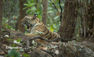 Tigers like to sleep at the base of trees