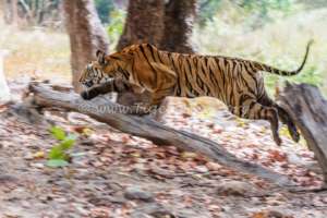 A Tiger cub in hot pursuit of potential prey