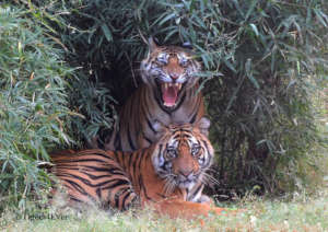 Young Tigers in the Lush Undergrowth