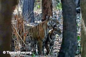 Tigress and small cub in the forest