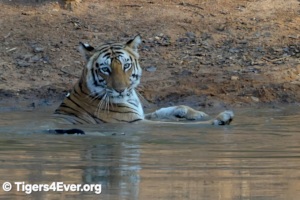 Tiger relaxing in a wildlife waterhole