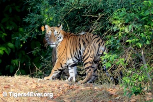 Young Tiger Cub Looking Back from the Forest Edge