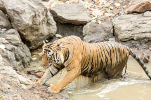 Male Tiger Getting out of Waterhole