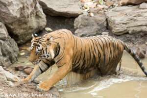 Alpha Male Tiger in Small Waterhole