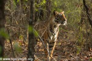 A young male Tiger alerted by a calling Tigress
