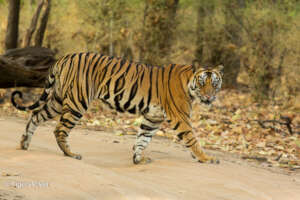 Wild Tigress wary as she crosses the track