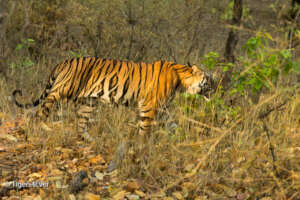Wild Tigers can quickly disappear from sight