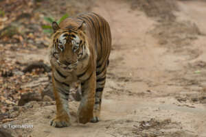 An Alpha Male Tiger on Patrol