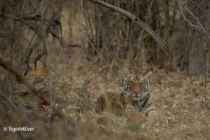 A Young Tiger Cub Hides near Bamboo