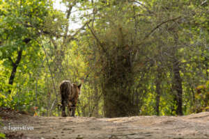 Don't turn your back on wild tigers they need you
