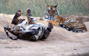 Young Tigers Relax on the Cool Sand