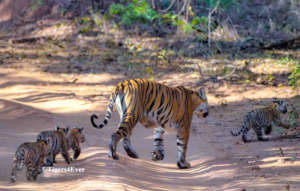 Tigress with 4 Tiny Cubs