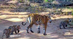 Tigress with 4 Small Cubs