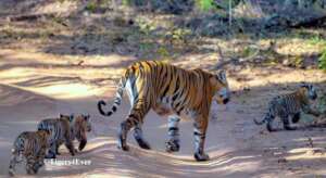 Cubs so Tiny Depend on Mum for Everything