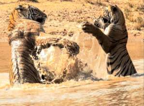 Tiger cubs in Tigers4Ever Waterhole