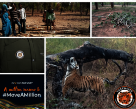 Tigers4Ever Projects in the Field - Giving Tuesday