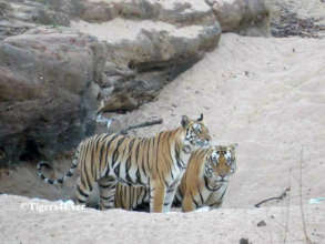 Adult Tigers ready to mate near a dry Waterhole