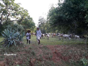 Villagers grazing cattle in Tiger Territory