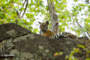 Tiger Cub on the Rocks