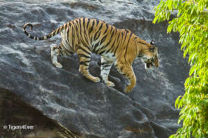 Tigress Climbing down the rocks