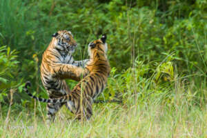 Tiger Cubs Sparring