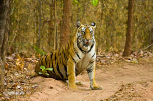 Tigress sitting in the road