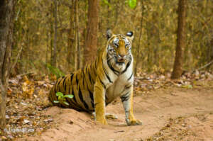 Tigress sitting in the road