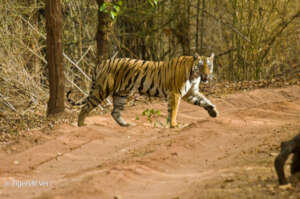 Tiger Crossing the Road