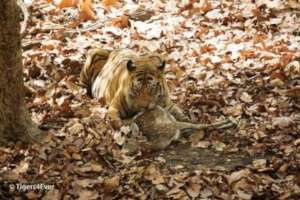 Alpha male tiger with chittal kill