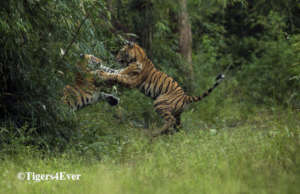 Cubs Orphaned by poachers learning to play fight