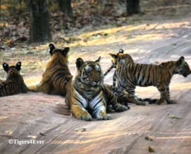 Anti-Poaching Patrols Protect wild Tiger families