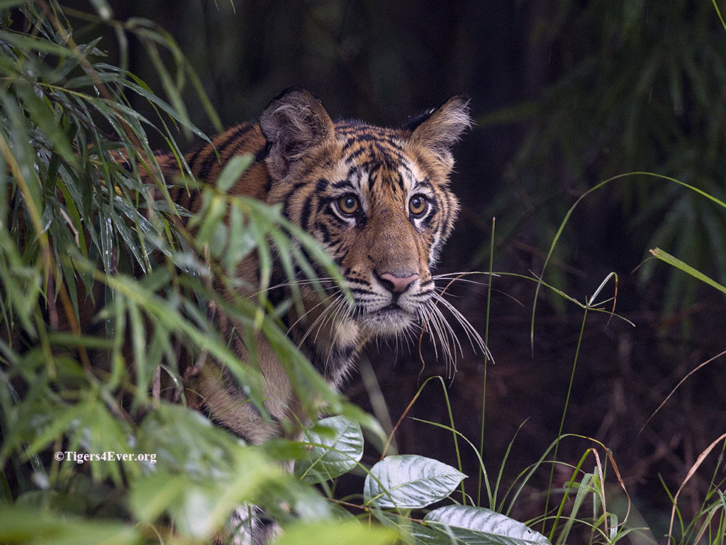 A young cub watches from the safety of his den