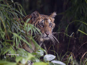 A young cub watches from the safety of his den