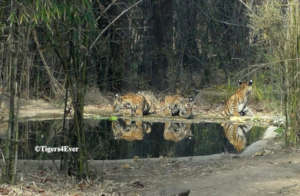 3 cubs orphaned when poachers killed their mother