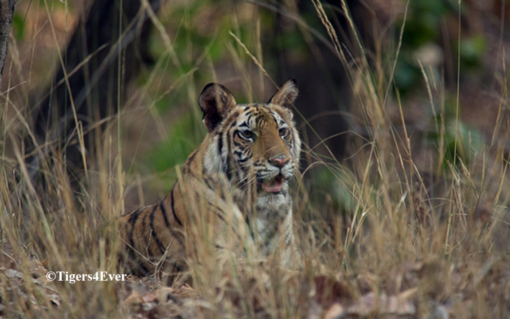 Reports on Saving Bandhavgarh's Wild Tigers from Poachers - GlobalGiving