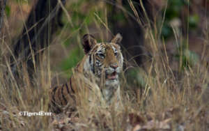 A young cub keeps careful watch