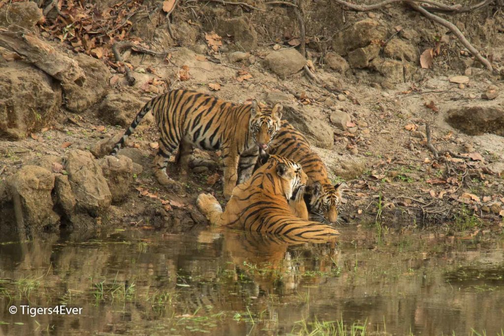 Wild Tigress with 2 cubs