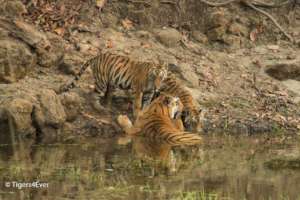 Wild Tigress with 2 cubs
