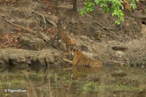 Tigress & cub share an intimate moment